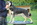 Idefix